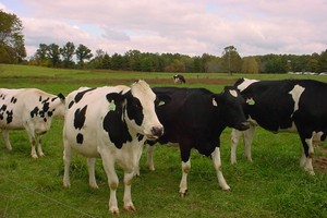 FLC và Vingroup đồng loạt đầu tư vào nông nghiệp Thanh Hóa