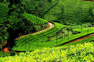 GTNfoods đẩy mạnh thoái vốn công ty ngoài ngành “lõi”