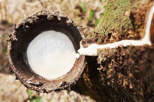 Cao su Đồng Phú (DPR) vừa bán ra toàn bộ cổ phiếu quỹ thu về 171,7 tỷ đồng