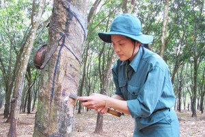 Cao su Đồng Phú (DPR): Quý II/2021, lợi nhuận tăng 40,9% lên 34,8 tỷ đồng