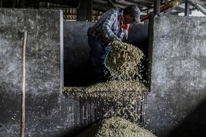 Cà phê lên mức giá cao nhất trong 10 năm do tắc nghẽn chuỗi cung ứng