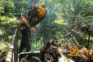 Indonesia cho biết sẽ cấm xuất khẩu dầu cọ trong tuần này
