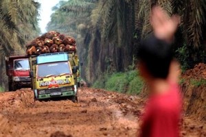 Indonesia khởi động kế hoạch tăng tốc xuất khẩu dầu cọ