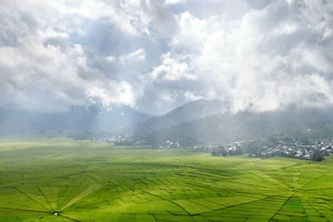 Giá gạo có thể là mặt hàng tăng mạnh kế tiếp giữa bão giá lương thực