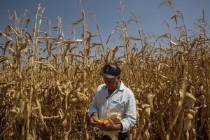 Ukraine cảnh báo xuất khẩu ngũ cốc sẽ mất vài tháng để quay trở lại mức trước xung đột