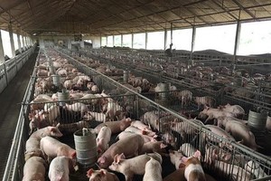 Dabaco Việt Nam (DBC): Con gái Chủ tịch bán ra 2 triệu cổ phiếu trong phiên cổ phiếu giảm sàn ngày 28/7