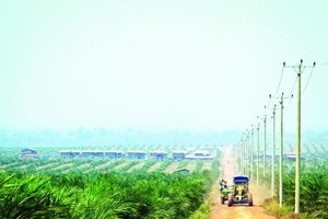 Hoàng Anh Gia Lai (HAG) dự kiến tổ chức Đại hội đồng cổ đông thường niên năm 2023 trong tháng 4