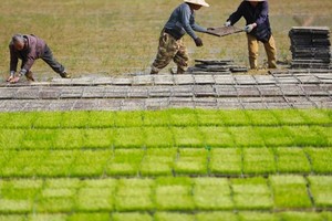 Thiếu hụt gạo trên toàn cầu sẽ đạt mức lớn nhất trong 20 năm