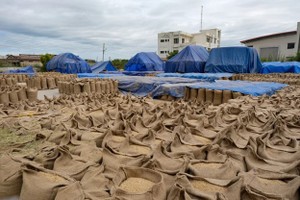 Giá gạo có thể đạt mức cao nhất trong một thập kỷ