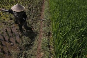 Indonesia chuẩn bị 500.000 ha trồng lúa để đảm bảo dự trữ gạo