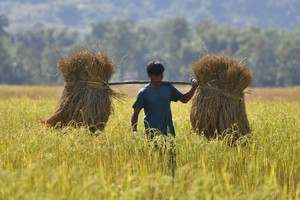 Giá gạo toàn cầu tăng lên gần mức cao nhất trong 12 năm