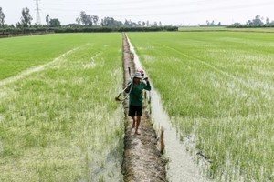 Giá gạo tăng đột biến cho thấy sự gián đoạn lương thực do biến đổi khí hậu