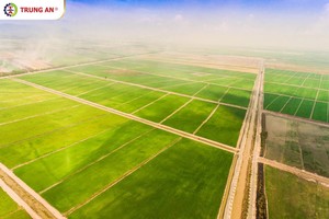 Nhiều sai phạm về công bố thông tin, Nông nghiệp Công nghệ cao Trung An (TAR) bị xử phạt gần nửa tỷ đồng