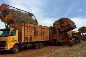 Giá dầu thô tăng kéo giá đường, cao su toàn cầu tăng vọt