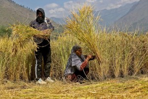 Ấn Độ tiếp tục duy trì giá sàn xuất khẩu gạo basmati