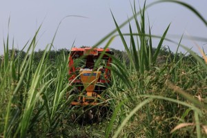 Giá đường được dự báo tăng vọt sau động thái mới của Thái Lan