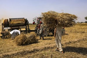 Rabobank: Lạm phát giá lương thực toàn cầu sẽ giảm vào năm 2024