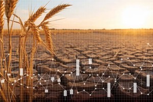 Giá gạo tăng cao gây áp lực lạm phát ở châu Á