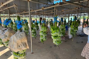 Con gái Chủ tịch Hoàng Anh Gia Lai (HAG) đã bán ra 2 triệu cổ phiếu trước thềm phát hành riêng lẻ 130 triệu cổ phiếu