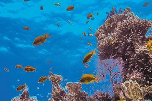 Blue bond, trái phiếu tài trợ cho các dự án bảo tồn nước đang tiến đến "điểm bùng phát"