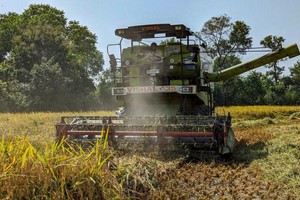 Xuất khẩu gạo basmati của Ấn Độ giảm do nguồn cung từ Pakistan tăng mạnh