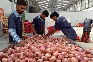 Ấn Độ gia hạn lệnh cấm xuất khẩu hành tây vô thời hạn