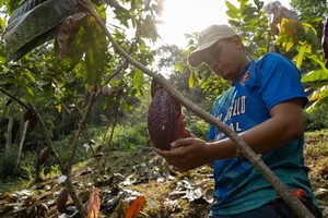 Giá ca cao và cà phê đã tăng lên mức cao kỷ lục