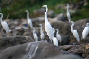 Hiện tượng El Nino sắp chuyển dịch sang La Nina vào nửa cuối năm 2024