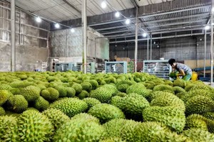 Người trồng sầu riêng đang đối mặt với nhiều thách thức