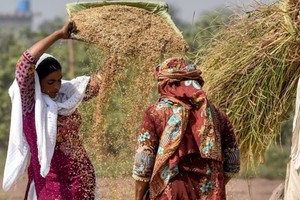 Xuất khẩu gạo của Pakistan đạt kỷ lục sau lệnh cấm xuất khẩu của Ấn Độ