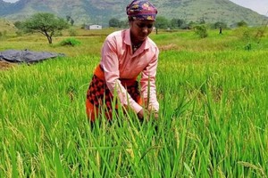 Ấn Độ đang cân nhắc nới lỏng hạn chế xuất khẩu gạo non-basmati