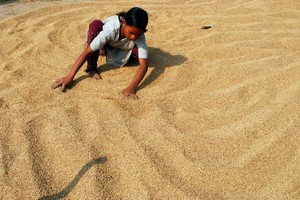 Ấn Độ có thể giành lại thị phần gạo toàn cầu sau khi xoá bỏ giá sàn cho xuất khẩu