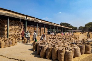 Giá gạo giảm mạnh sau khi Ấn Độ nới lỏng hạn chế xuất khẩu gạo