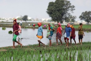 Giá gạo giảm, góp phần làm giảm áp lực lạm phát ở châu Á và châu Phi