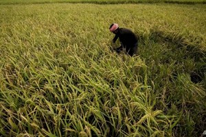 Ấn Độ gieo trồng nhiều loại cây có khả năng chống chịu với biến đổi khí hậu