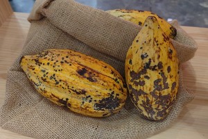 Vụ mùa ca cao ở Indonesia suy giảm gây ảnh hưởng các nhà sản xuất bánh kẹo ở châu Á