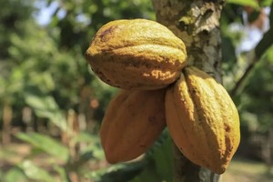 Giá ca cao tiếp tục tăng lên mức cao kỷ lục mới