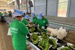 Con gái ông Đoàn Nguyên Đức đăng ký mua 1 triệu cổ phiếu Hoàng Anh Gia Lai (HAG)