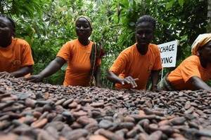 Ca cao là hàng hoá tăng giá mạnh nhất trong năm nay