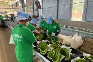 Hoàng Anh Gia Lai (HAG): Thêm người nhà lãnh đạo đăng ký mua vào cổ phiếu