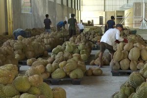 Indonesia đặt mục tiêu bắt đầu xuất khẩu sầu riêng đông lạnh sang Trung Quốc trong năm nay