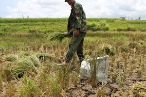 Giá gạo giảm xuống mức thấp nhất kể từ năm 2022