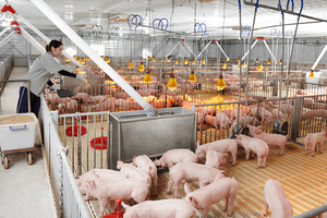 Dabaco Việt Nam (DBC) góp vốn thành lập công ty chăn nuôi tại Quảng Trị