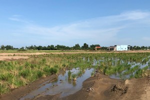 Cánh đồng lúa chưa được san lấp mặt bằng nhưng vẫn biến thành dự án mang tên tây "Lotus New City" và bán cho khách hàng.