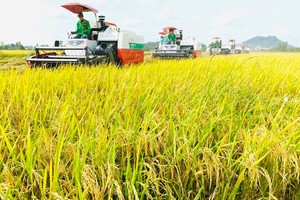 Biến đổi khí hậu đe dọa các nhà cung gạo hàng đầu thế giới