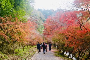 Nhật Bản có thể thu hút giới siêu giàu đến du lịch