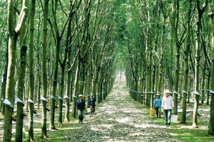 HRC: Lợi nhuận 2013 giảm gần 27%