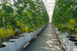 Ngân hàng Nhà nước sẽ có hướng dẫn về gói 100.000 tỷ đồng cho nông nghiệp công nghệ cao