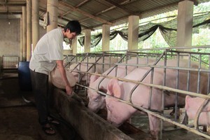 Hạn mức vay tối đa không có tài sản đảm bảo của chủ trang trại