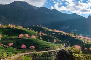 “Em ơi mùa xuân đến rồi đó, thắm đỏ ngàn hoa khát mặt trời“